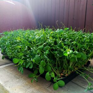 microgreens-in-brisbane