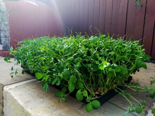 microgreens-in-brisbane