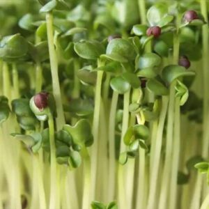 Green Cabbage Microgreens in Brisbane