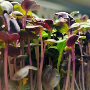 mixed radish microgreens