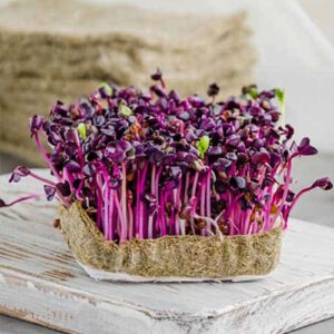 Purple Radish Microgreens Brisbane