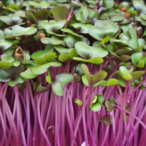 Red Cabbage Microgreens Brisbane