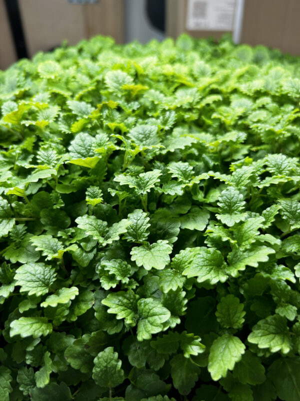 Lemon Balm Microgreens